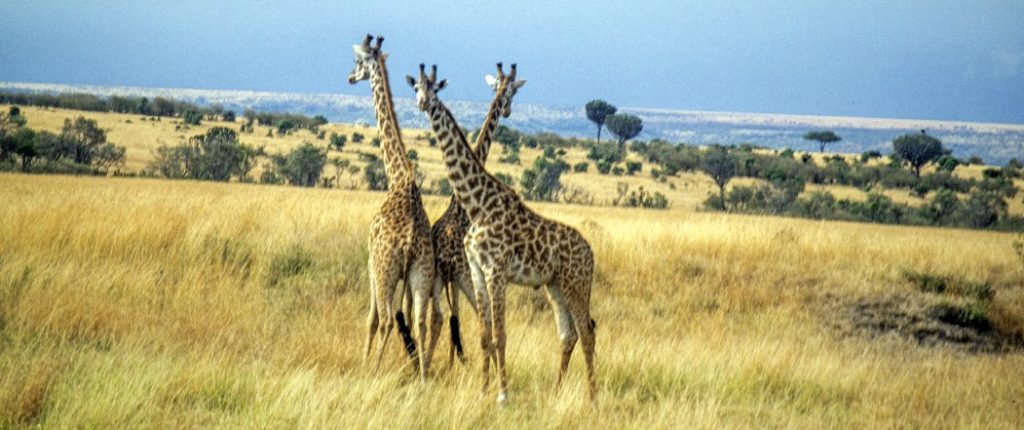 Kenia 2003