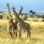 Kenia 2003