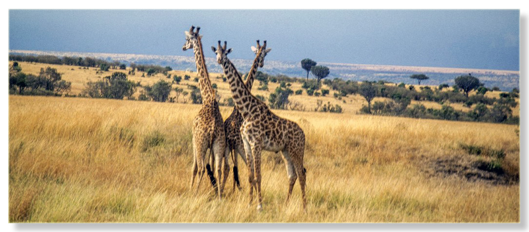 Kenia 2003